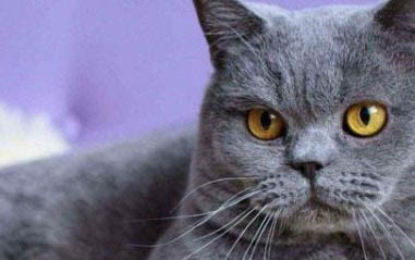英短蓝猫饲养方法