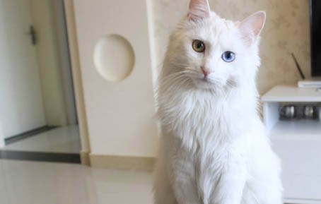 怎样防止猫咪爬床上掉毛