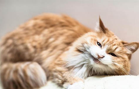 猫舔了百多邦会中毒吗