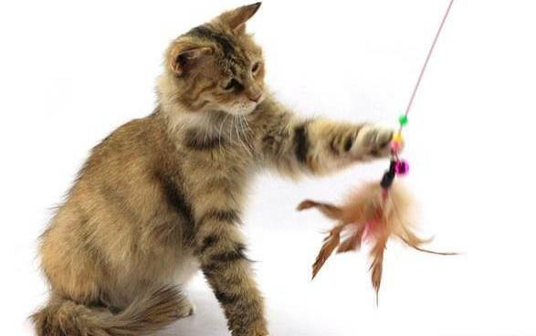 小猫吐黄色液体是怎么回事,猫咪呕吐要禁食吗