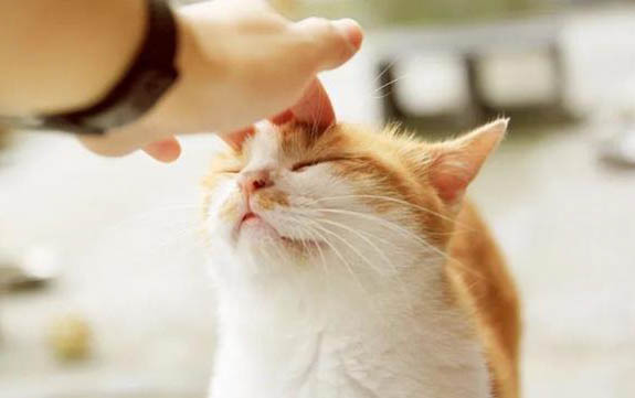 猫咪为什么会拉肚子