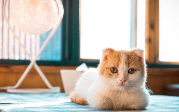 猫癣可以用人的药膏么