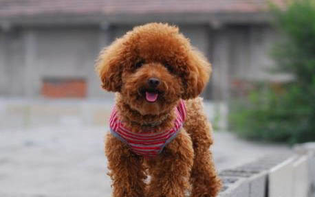泰迪犬口臭有哪些原因