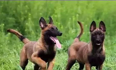 马犬性格怎么样?