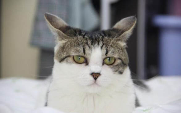 小猫尿血的原因及处理方法