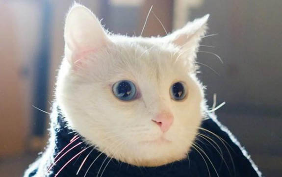 小猫出生多久打疫苗