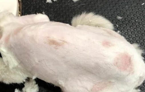 给猫咪打针要打到哪里