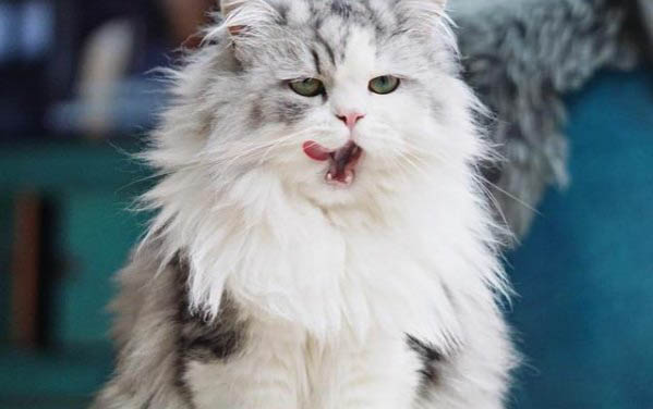 猫咪流口水还很臭