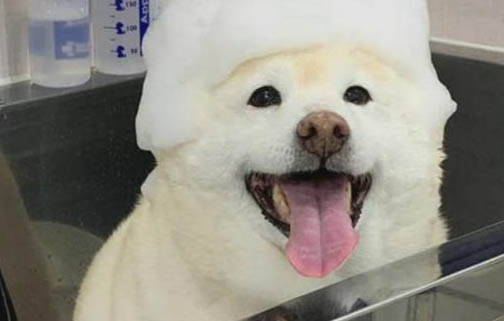 狗狗几个月大可以体内驱虫