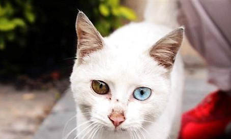 猫咪可以吃动物奶油的蛋糕吗