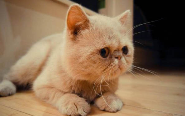 一般出生的小猫要多久才可以送人
