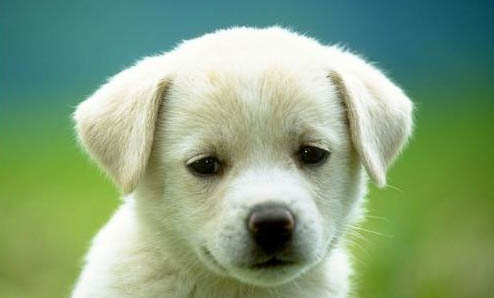 狗狗得狂犬病症状