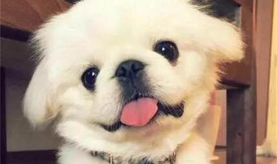 为什么会得犬瘟热