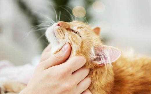 猫咪可以吃煮熟的板栗吗