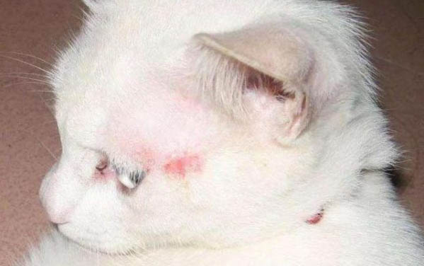 猫咪吐毛球正常吗
