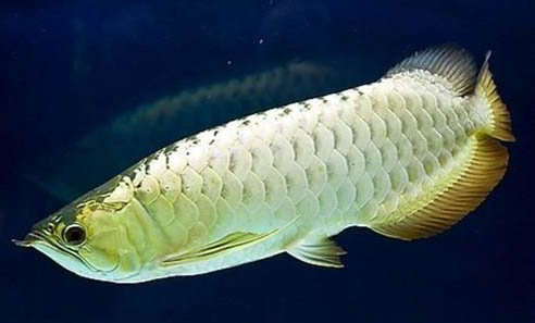 银龙鱼和鹦鹉鱼混养怎样控制水温