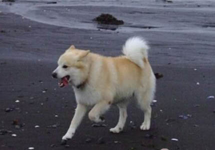 德国牧羊犬哪里有卖