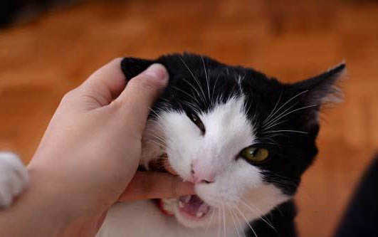 小猫尿道炎的原因及处理方法