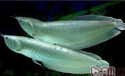 银龙鱼是热带鱼吗