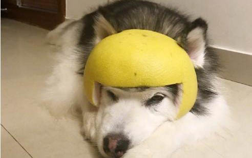 狗能吃樱桃吗为什么