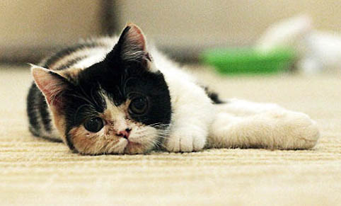 猫能不能吃开心果壳
