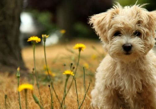 泰迪犬美容剪毛的教程