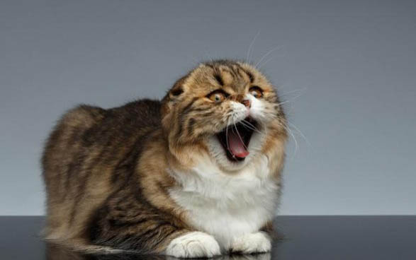 猫乱咬东西是为什么