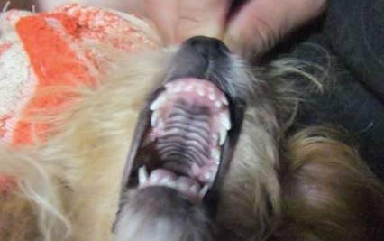 狗被撞死了有什么预兆