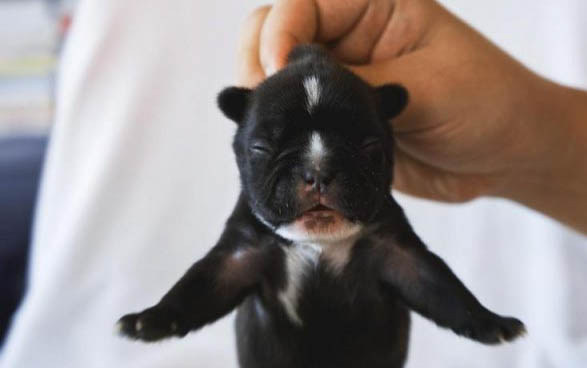 刚出生的小狗能喝豆浆吗