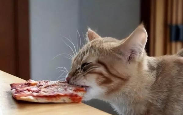 猫咪膀胱炎多久能好