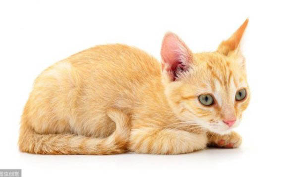 宠物猫：2个月小猫得了猫瘟存活率高吗为什么