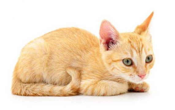 小猫狂犬病潜伏期多久