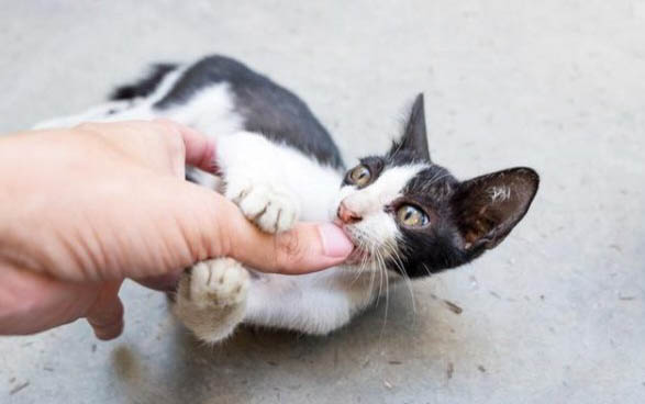 小猫很精神但是口臭怎么回事