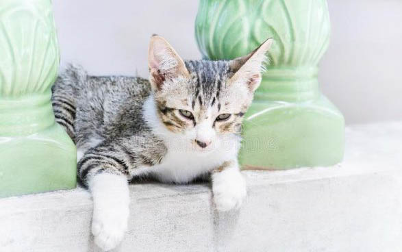 猫咪怀孕初期有哪些症状