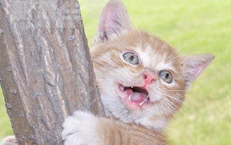 猫为什么会流眼泪