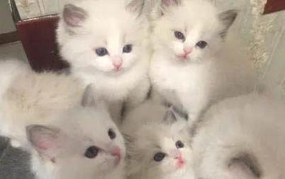 小猫能吃蛋黄吗?