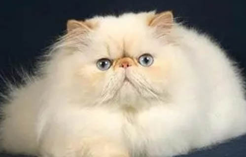 喜马拉雅猫和布偶猫有什么区别
