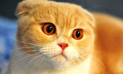 猫咪呕吐黄水白色泡沫的原因及处理方法
