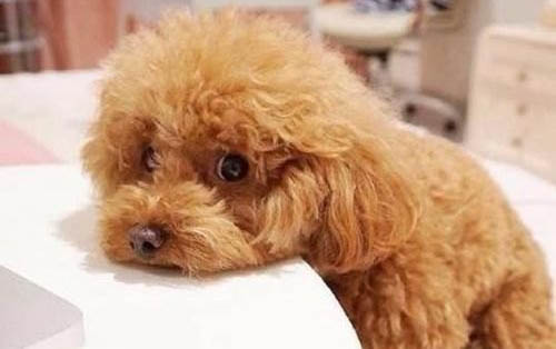 泰迪狗为什么会吃草吐出来?