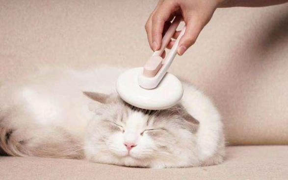 怎么去猫的尿味最有效