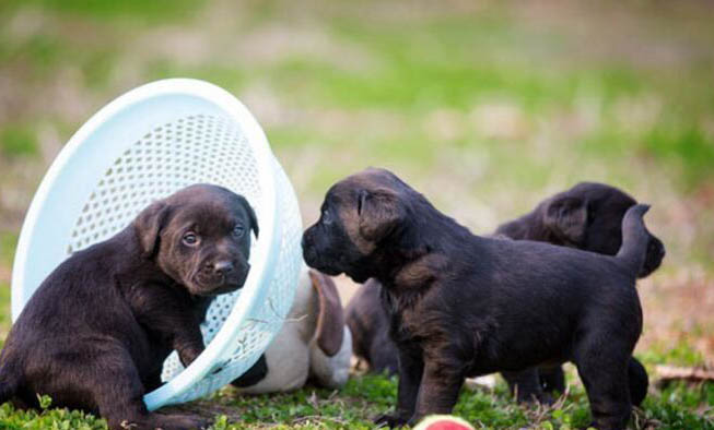 如何训练宠物犬接飞碟