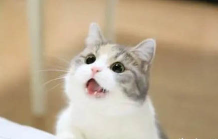 猫为什么会吐舌头