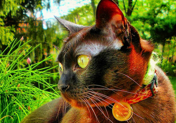 欧洲缅甸猫眼睛有眼屎怎么办