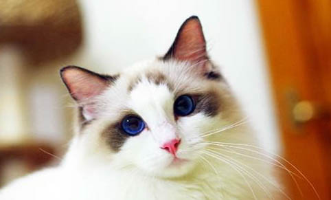 猫咪耳螨能治愈吗