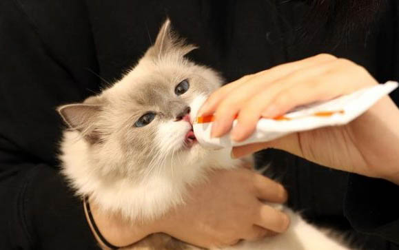 猫怀孕35天肚子大吗