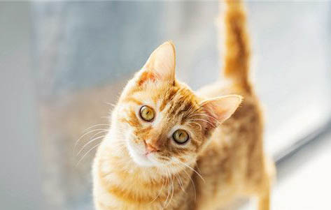 猫咪口炎的治疗方法