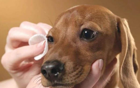 犬瘟在30度能存活多久