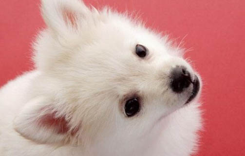 棉花面纱犬哪里有卖