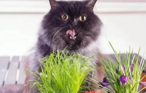 猫咪两天不吃饭会饿死吗