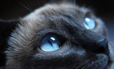 猫咪吃芦荟有危害吗